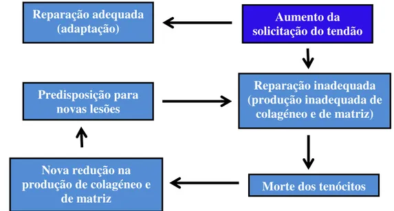 Figura 1  –  Modelo teórico do ciclo da tendinose (adaptado de Leadbetter, 1992)