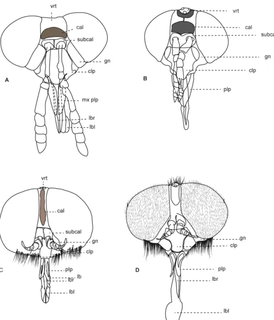 Figura 2: Cabeças de Tabanidae, vista anterior. A. Tabaninae,  Acanthocera anacantha  Lutz  &amp;  Neiva,  1915