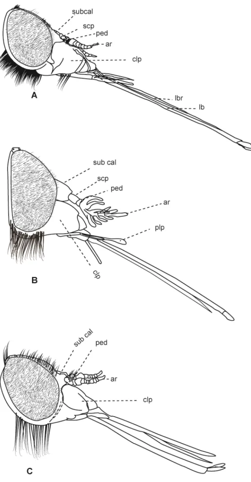Figura 3: Cabeças de Tabanidae, vista lateral. A  –  Fidena flavicrinis  Lutz, 1909. B