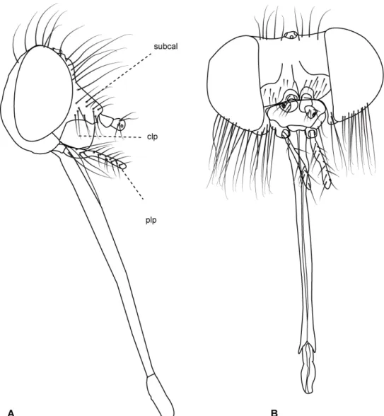 Figura 5: Cabeça Caenopangonia hirtipalpis Bigot, 1892. A. vista lateral. B. vista anterior