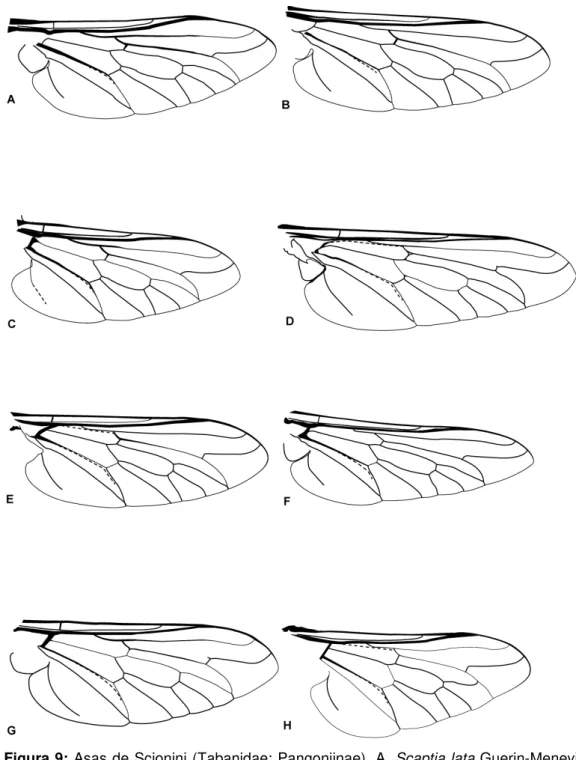 Figura 9: Asas de Scionini (Tabanidae: Pangoniinae). A.  Scaptia lata Guerin-Meneville, 1835