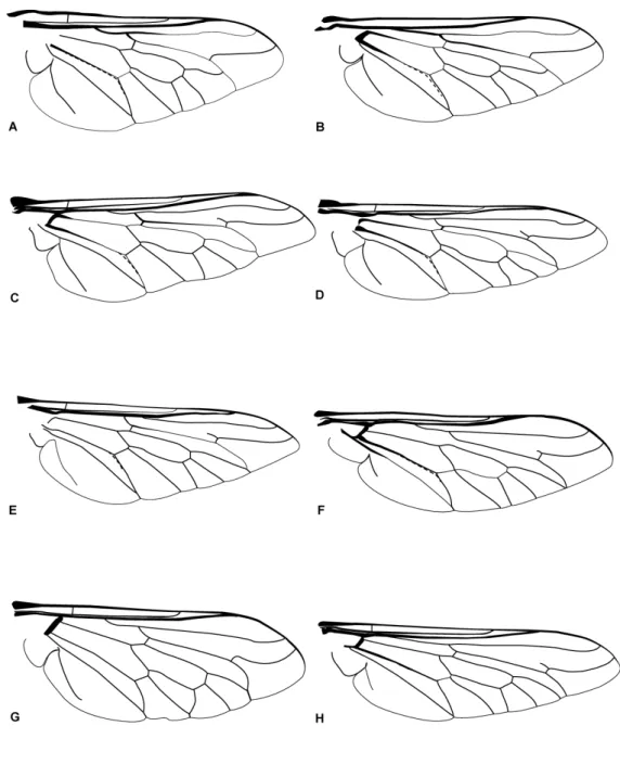 Figura  10:  Asas  de  Tabanidae.  A.  Pityocera  sp.  B.  Pityocera  festai  Giglio-Tos,  1896  