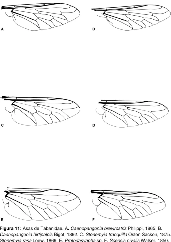Figura 11: Asas de Tabanidae. A. Caenopangonia brevirostris Philippi, 1865. B. 