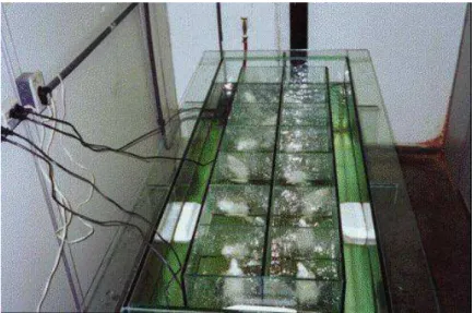 FIGURA 1 – Sistema de natação aquecido para ratos 