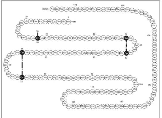 Figura 3. Sequência de aminoácidos (estrutura primária) do rhG-CSF  (Filgrastima). Fonte: Sandoz - Zarzio ®  2011 