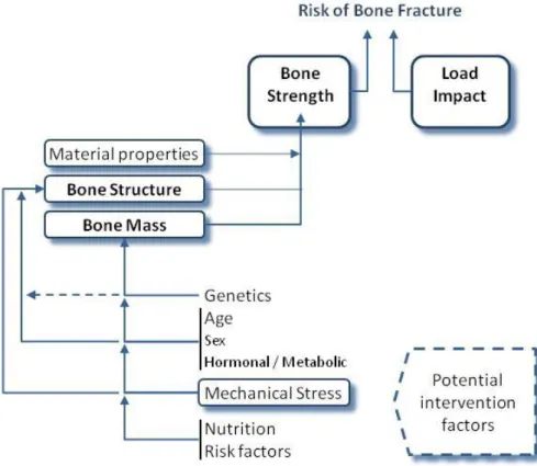 Figure 1 - Main known factors influencing bone mass, in the context of the risk of bone  fracture problem