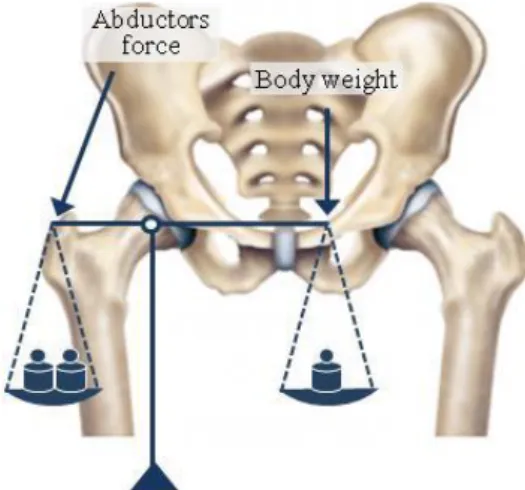 Figure 6 -  “Disadvantaged”  positioning  of  the  abductor  muscles  in  the  pelvis-hip system (adapted from Traiana et al., 2009 [77]) 