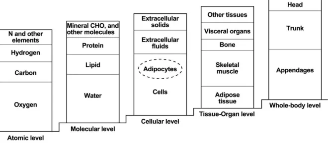 Figure  2.1  –  The  five-level  model  in  body  composition  suggested  by  Wang  and  colleagues