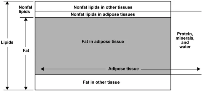 Figure 2.2 – The relationships between molecular-level components lipid and fat and the tissue-organ-level component  adipose tissue
