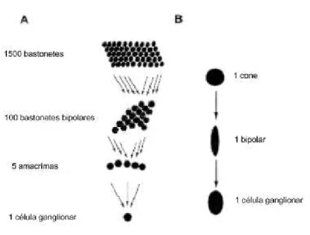 Figura 3 –   Representação esquemática das vias dos bastonetes e dos cones. A. As saídas  de numerosos bastonetes convergem para algumas células bipolares e para um  número menor ainda de células amácrinas finalizando numa única célula  ganglionar