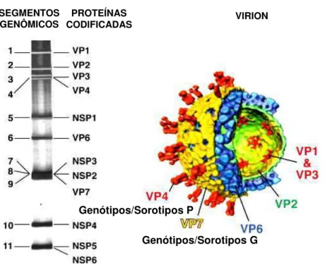 Figura 2. Representação esquemática dos segmentos genômicos e estrutura tridimensional em 3D da partícula  viral de Rotavírus-A Símio (SA11)