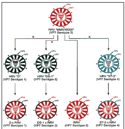 Figura 6.  Demonstração esquemática do reassortant entre amostras de RV animal e humana  na produção da vacina tetravalente humana com VP7 sorotipos específicos