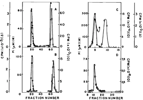 FIG. 2. Gel filtration elution profiles of lalie DHP liposomes prepare&lt;! in the presence (A and C) or in the abscnce (B) of (I·qsuerosc
