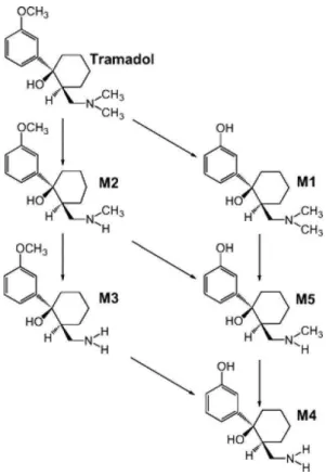 Figura  2.3  –   Estrutura  química  do  tramadol  e  seus  metabólitos  M1  (O-desmetilação),  M2  (N- (N-desmetilação), M3 (N,N didesmetiltramadol), M4 (O,N,N-trimetiltramadol) e M5  (0,N-didesmetiltramadol) 