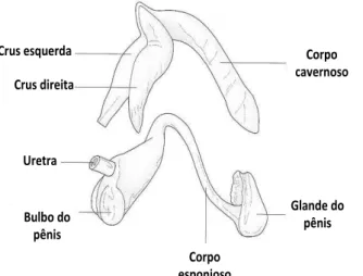 Figura  2. Estrutura  anatômica  do  pênis.  As  estruturas  principais  são  representadas  pela  base,  o  corpo  e  a  glande