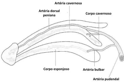 Figura 4. Irrigação sanguínea arterial do pênis.  