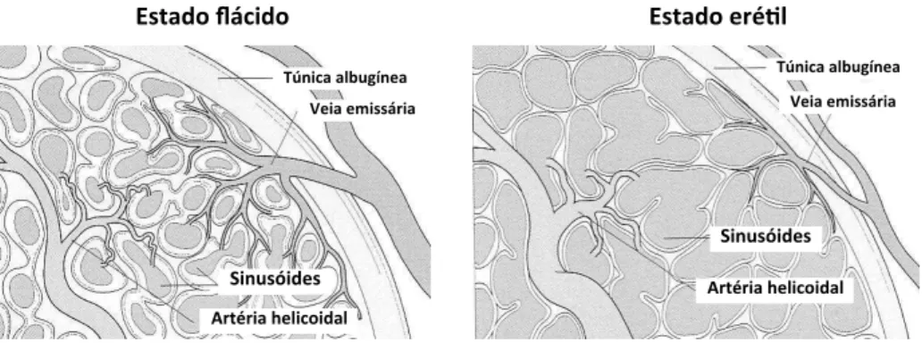 Figura  6.  Mecanismo  de  venoclusão  ocasionado  pela  compressão  das  veias  emissárias  sob  a  túnica     albugínea durante a ereção