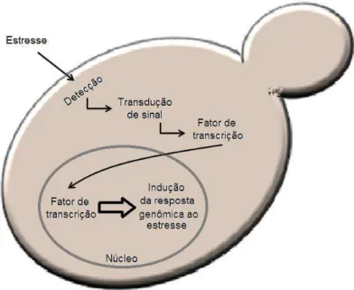 Figura  2.7  -  Representação  esquemática  do  mecanismo  de  resposta  de  uma  levedura a condições ambientais de estresse (QUEROL et al, 2003)