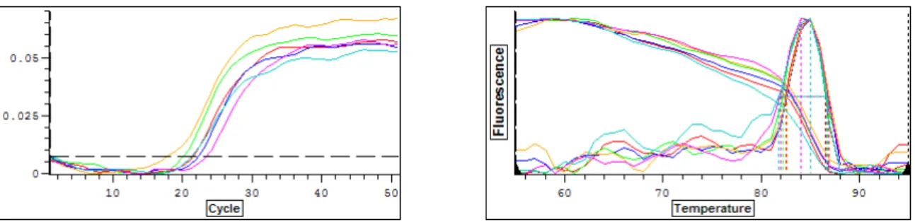 FIGURA  5:  Gráficos  fornecidos  pelo  programa  “Opticon  Monitor  Analysis  Software  2.03”  para  o  qPCR de um gene alvo