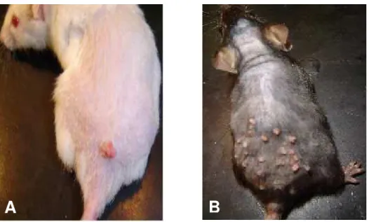 FIGURA 8: Lesões papilomatosas observadas em animais AIRmax (A) e AIRmin (B) submetidos  ao  tratamento  de  indução  de  tumorigênese  cutânea  em  dois  estágios  (DMBA/TPA)  aos 100 dias
