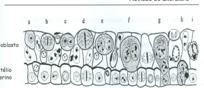 Figura esquemática do trofoblasto e epitélio uterino bovino demonstrando os estágios de desenvolvimento da célula gigante trofoblástica binucleada (a, b, c,