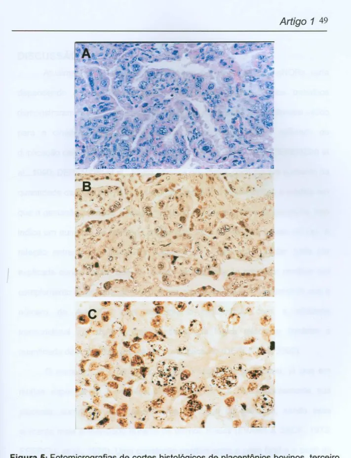Figura 5: Fotomicrografias de cortes histológicos de placentônios bovinos, terceiro trimestre de gestação