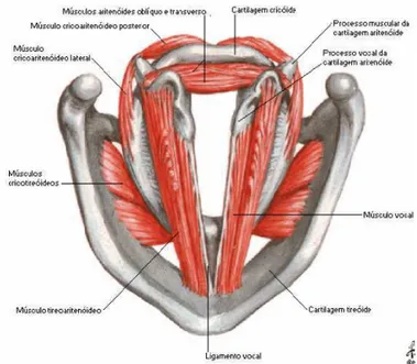 Figura 9 -  Músculos intrínsecos da laringe. Fonte: ZITTA, 2005. 