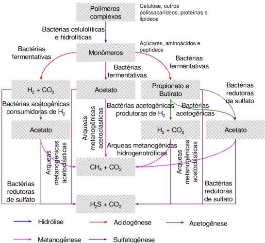 Figura 3.1. Seqüências metabólicas e grupos microbianos envolvidos na digestão anae- anae-róbia — modificado de Barlaz (1996, 1997) e Chernicharo (1997)