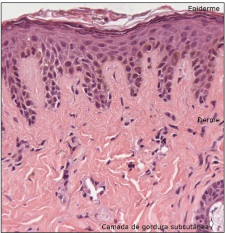 Figura  6.  Ilustração  das  camadas  de  queratinócitos  (córnea,  granular,  espinhosa  e  basal) e melanócitos da pele 