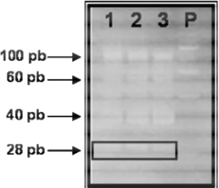 Figura 8 - Gel de eletroforese dos produtos da digestão com Nla III. (1 – 3) amostras; (P) Padrão de DNA