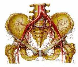 Figura 1 – Anatomia vascular da aorta abdominal e artérias ilíacas (UFLACKER, 1997). 
