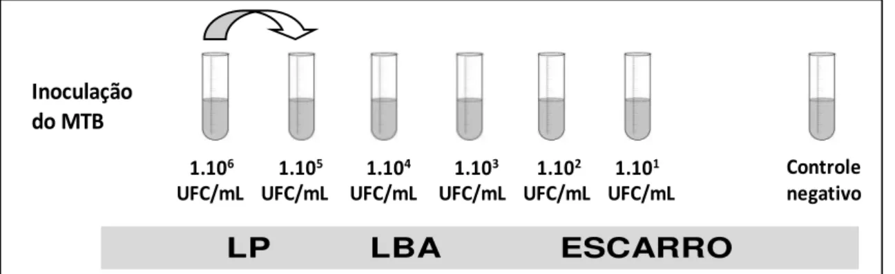 Figura 1 - Esquema da inoculação seriada do M. tuberculosis 