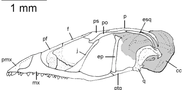 Figura 4 - Pré-maxila: (a) vista dorsal; (b) vista ventral. 