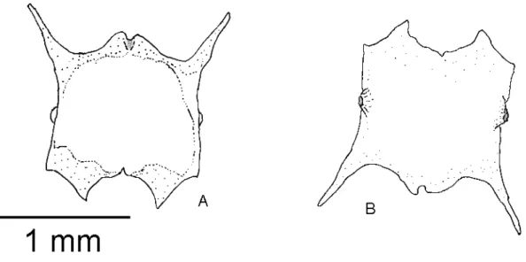 Figura 8 - Dentário em vista lateral interna. 