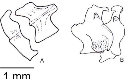 Figura  11  -  (a)  Costela  dorsal  em  vista  lateral;  (b)  vértebra  dorsal  em  vista  dorsal; (c) vértebra dorsal emvista ventral; (d) vértebra dorsal emvista lateral