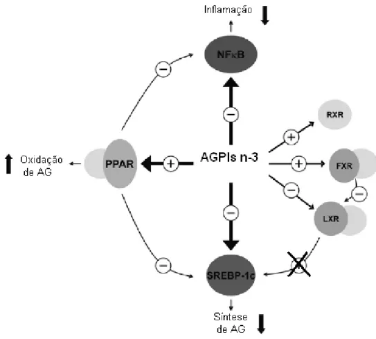 Figura 8 Fatores de transcrição influenciados pelos ácidos graxos poliinsaturados Omega-3