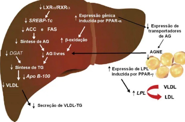 Figura 9 Mecanismos potenciais da modulação de triacilgliceróis por ácidos graxos poliinsaturados  Omega 3 (EPA e DHA)