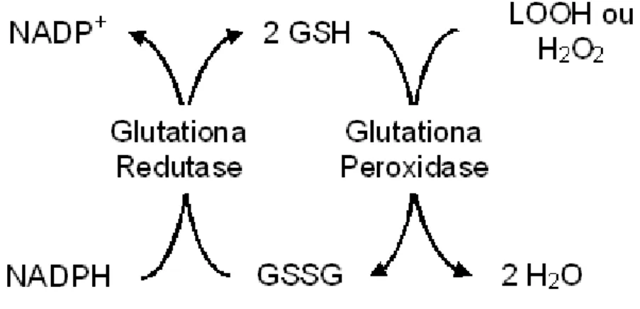 Figura 11 Seqüência de reações da determinação da atividade da enzima GPx. 