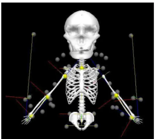 FIGURE 6 - Upper body model (Visual 3D). 