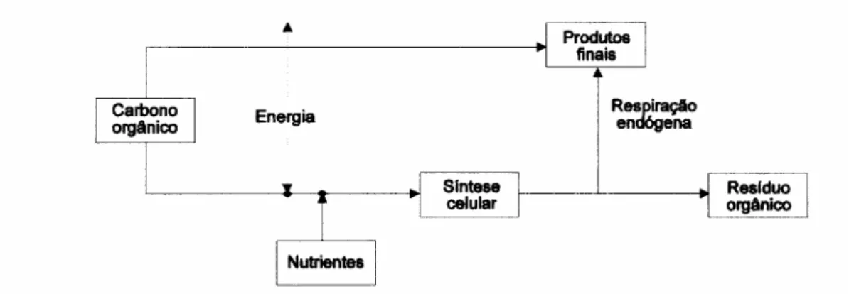 Figura 2: Metabolismo de microrganismos heterotróficos. FONTE: METCALF &amp; 