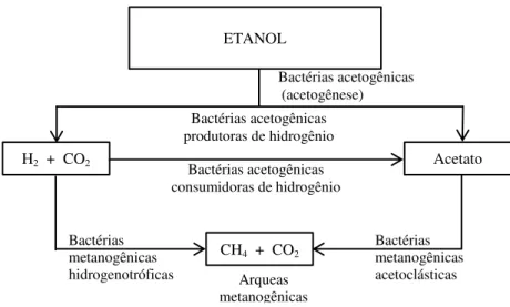 Figura 7: Etapas da biodegradação anaeróbia do etanol. 