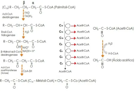 FIGURA 5.5. Estágios da reação de beta oxidação de ácidos graxos. 