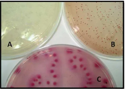 Figura 5.1 – Crescimento microbiano de C. albicans (A), E. faecalis (B)  e E. coli (C) na coleta de  confirmação do G1 (diluição 10 -4 ) 