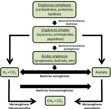 Figura 5 - Rotas do processo metanogênico de biodegradação. 