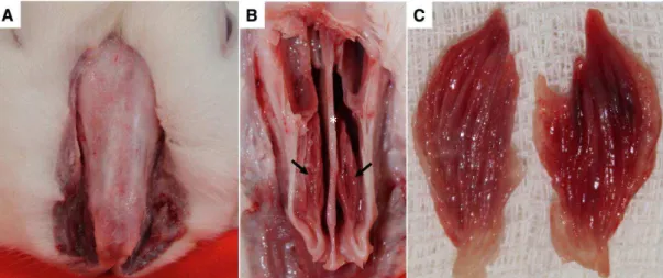 Figura 4: (A) Dissecção dos tecidos moles do dorso nasal; (B) Retirado o dorso nasal ósseo  expondo-se  as  fossas  nasais,  conchas  nasomaxilares  (setas)  e  septo  nasal  (asterisco);  (C)  Conchas  nasomaxilares  retiradas  e  prontas  para  avaliação