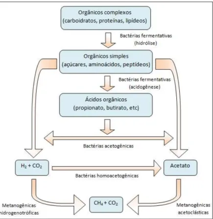 Figura 2.2 - Rotas metabólicas e grupos de microorganismos  envolvidos no processo de biodegradação anaeróbia com foco na  metanogênese
