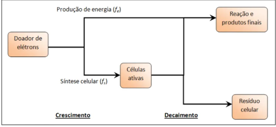 Figura 2.3 - Transferência de elétrons para produção de energia e  síntese celular. Fonte: adaptado de Rittmann &amp; McCarty (2001)
