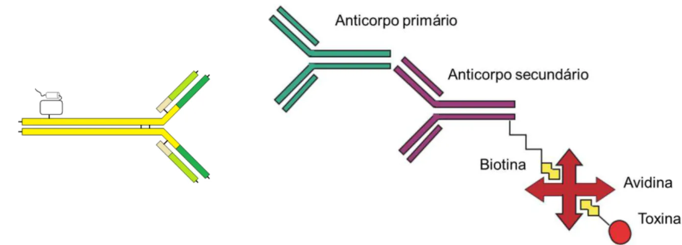 Figura 1.7. Esquema da construção de um imunoconjugado de ligação direta toxina- toxina-anticorpo (direita) e baseado no sistema biotina-avidina (esquerda)