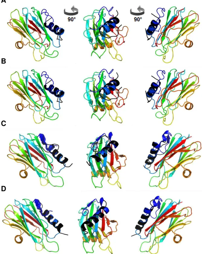 Figura 4.8. Sobreposição da estrutura da toxina StI obtida por NMR (Castrillo et al.,  2010)  e  da  toxina  StII  obtida  por  cristalografia  de  raios-X  (Mancheño  et  al.,  2003)  (em  cores)  com  as  estruturas  dos  peptídeos  modeladas  pelo  prog