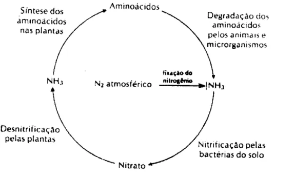 Figura 03  -  O  Ciclo  no  Nitrogênio.  (LEHNINGER,  1991) 